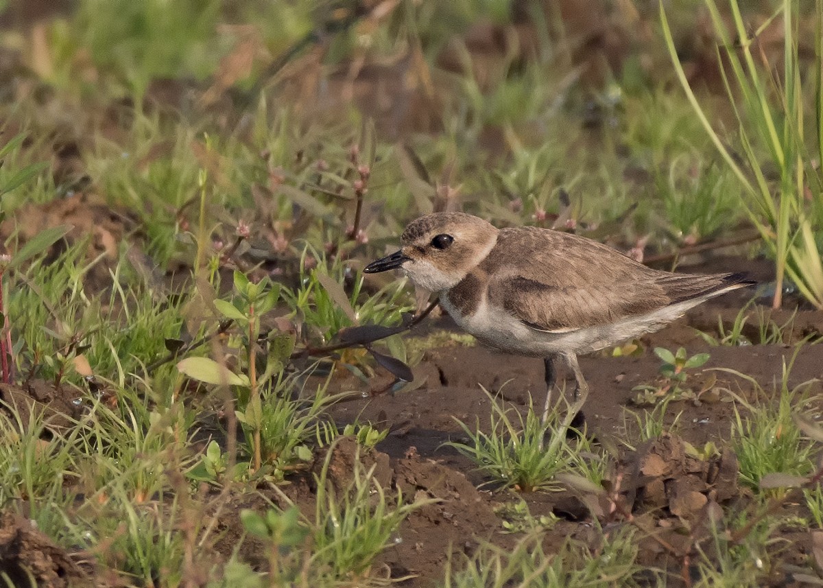 Tibetan Sand-Plover - ML83001831