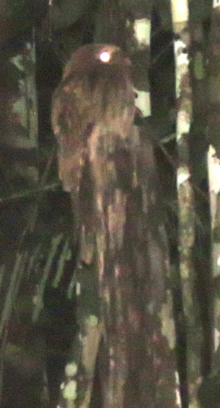 Long-tailed Potoo - ML83002411