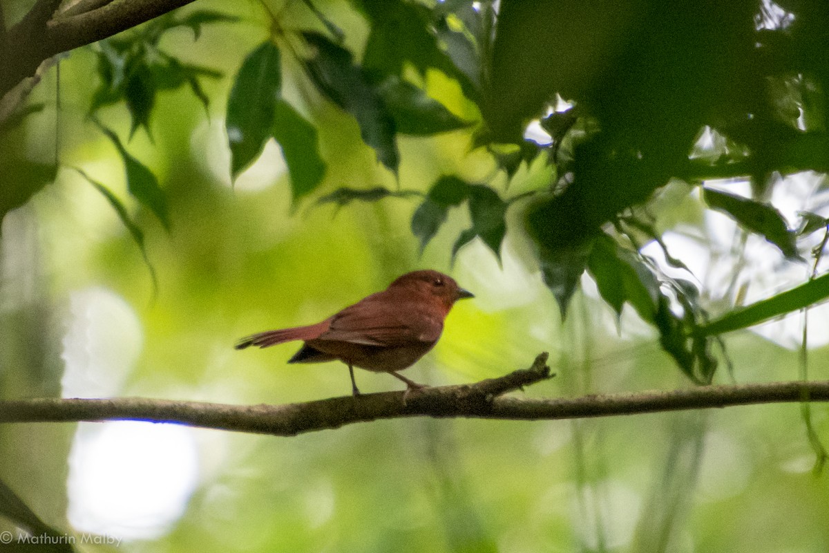 Red-crowned Ant-Tanager - ML83003581