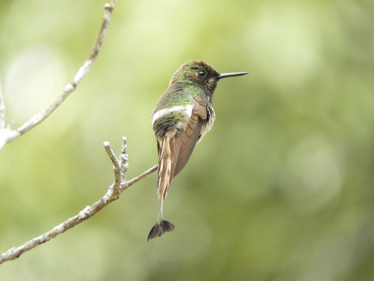 kolibřík pálkoocasý - ML83004131