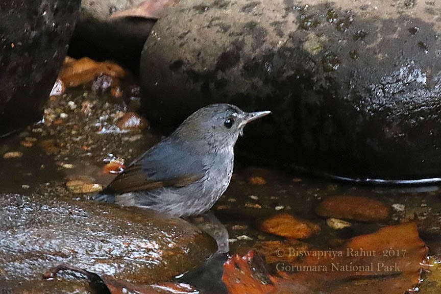 Lesser Shortwing - Biswapriya Rahut