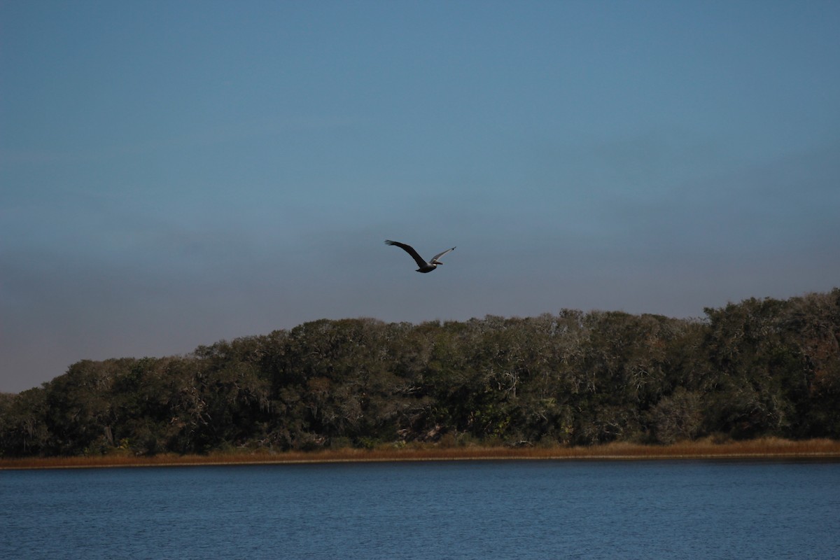 Brown Pelican - ML83004171