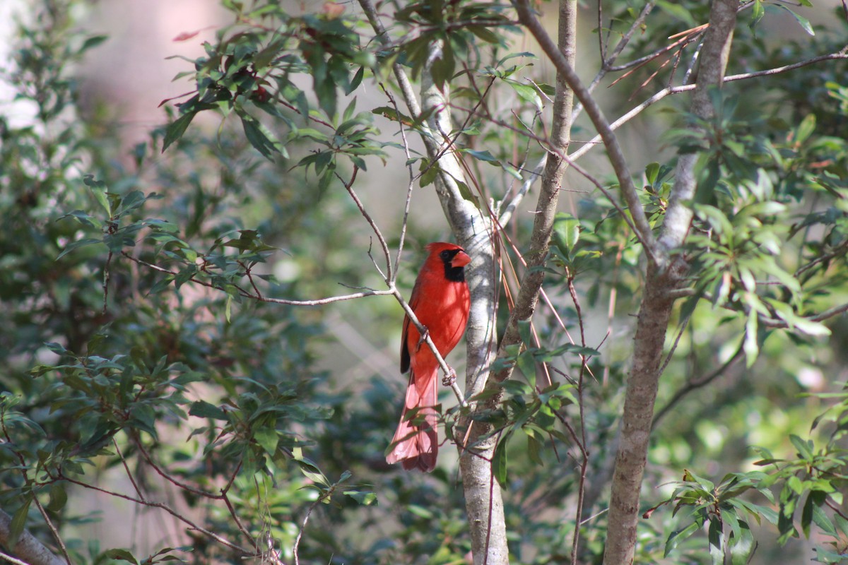 Northern Cardinal - ML83004241