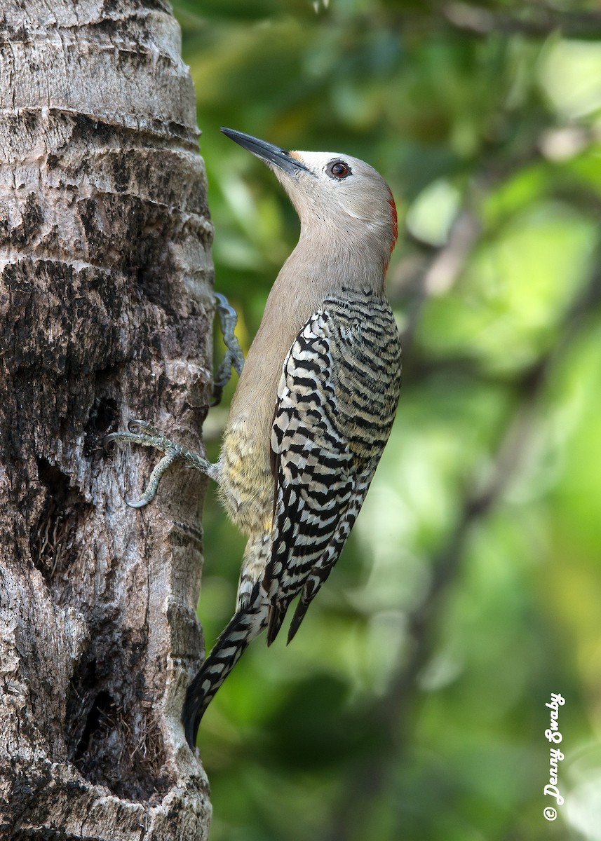 West Indian Woodpecker - Denny Swaby