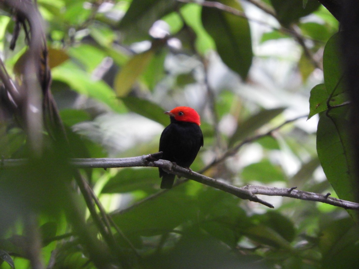 Red-headed Manakin - Fabiano Souto Rosa