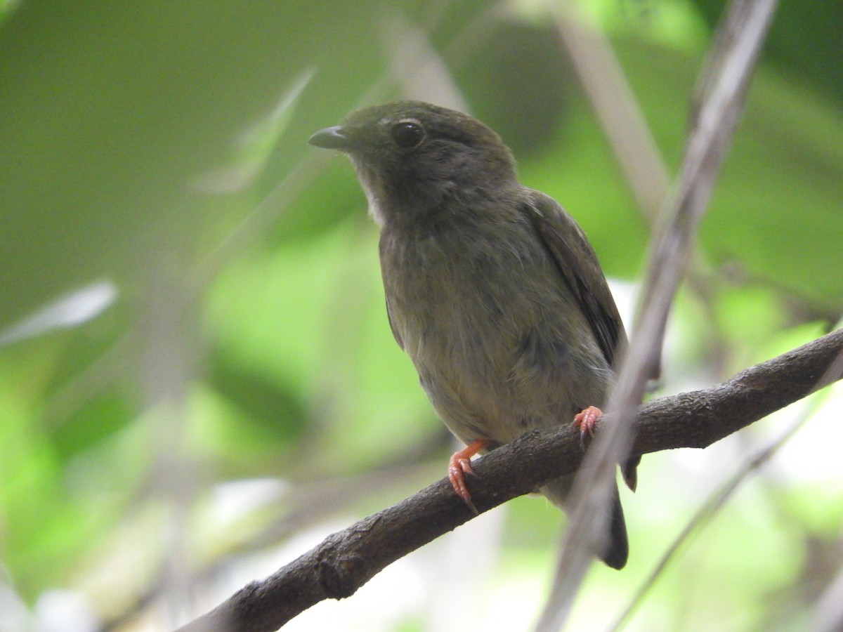 White-bearded Manakin - Fabiano Souto Rosa