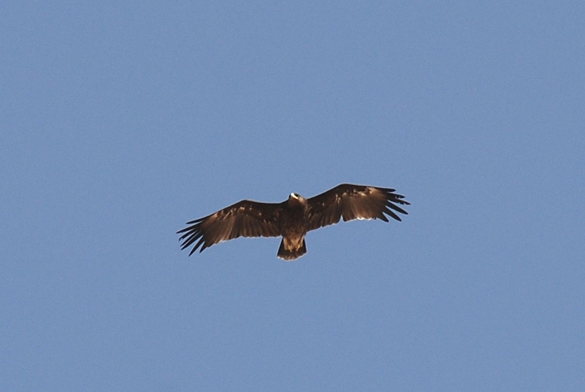 Greater Spotted Eagle - Peter Arras