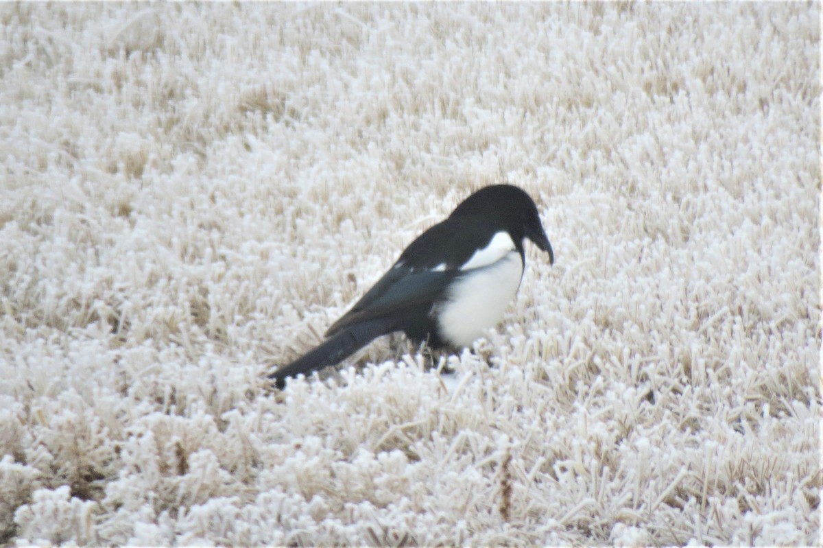 Black-billed Magpie - ML83006491