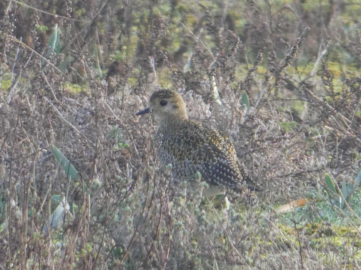 European Golden-Plover - ML83007181