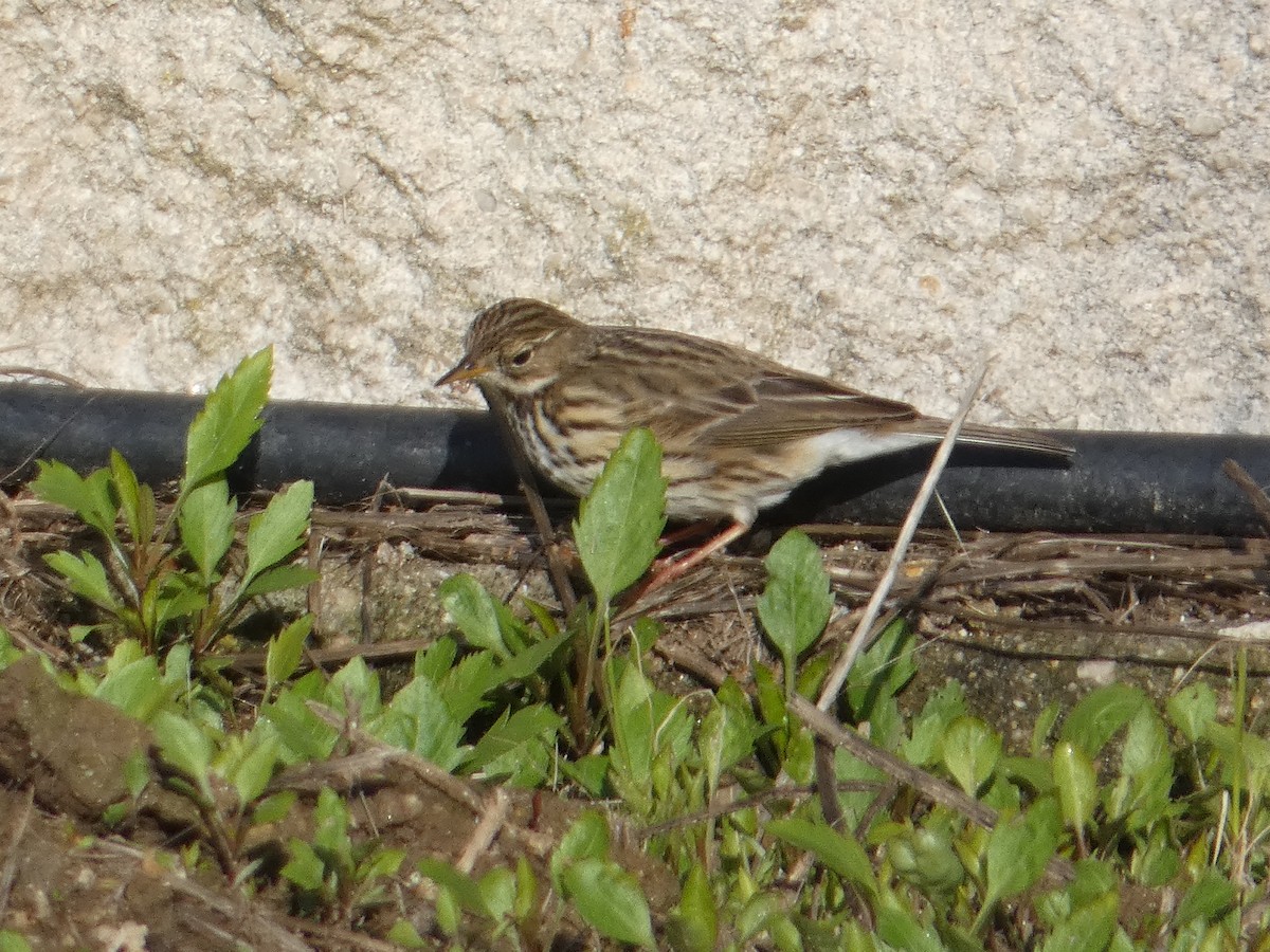 Meadow Pipit - ML83007331