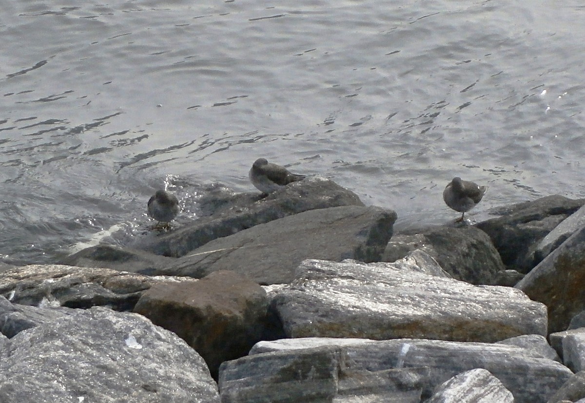 Purple Sandpiper - ML83007401