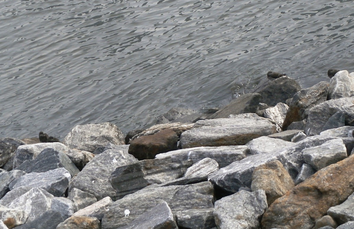 Purple Sandpiper - ML83007461