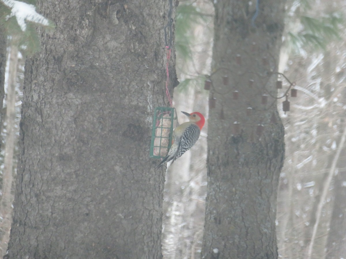 Red-bellied Woodpecker - ML83007561