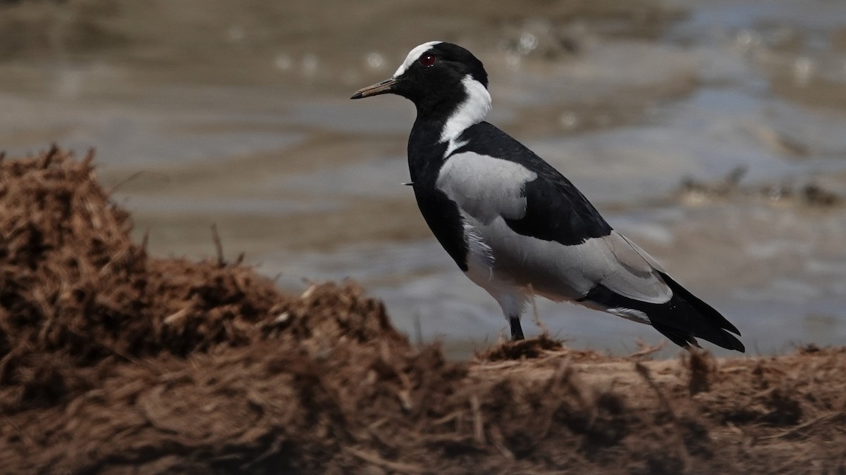 Blacksmith Lapwing - Ronald Breteler