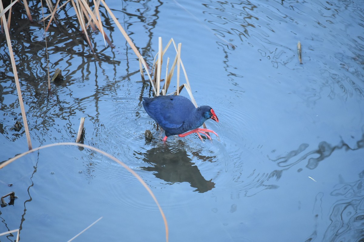 Western Swamphen - Javier Martín