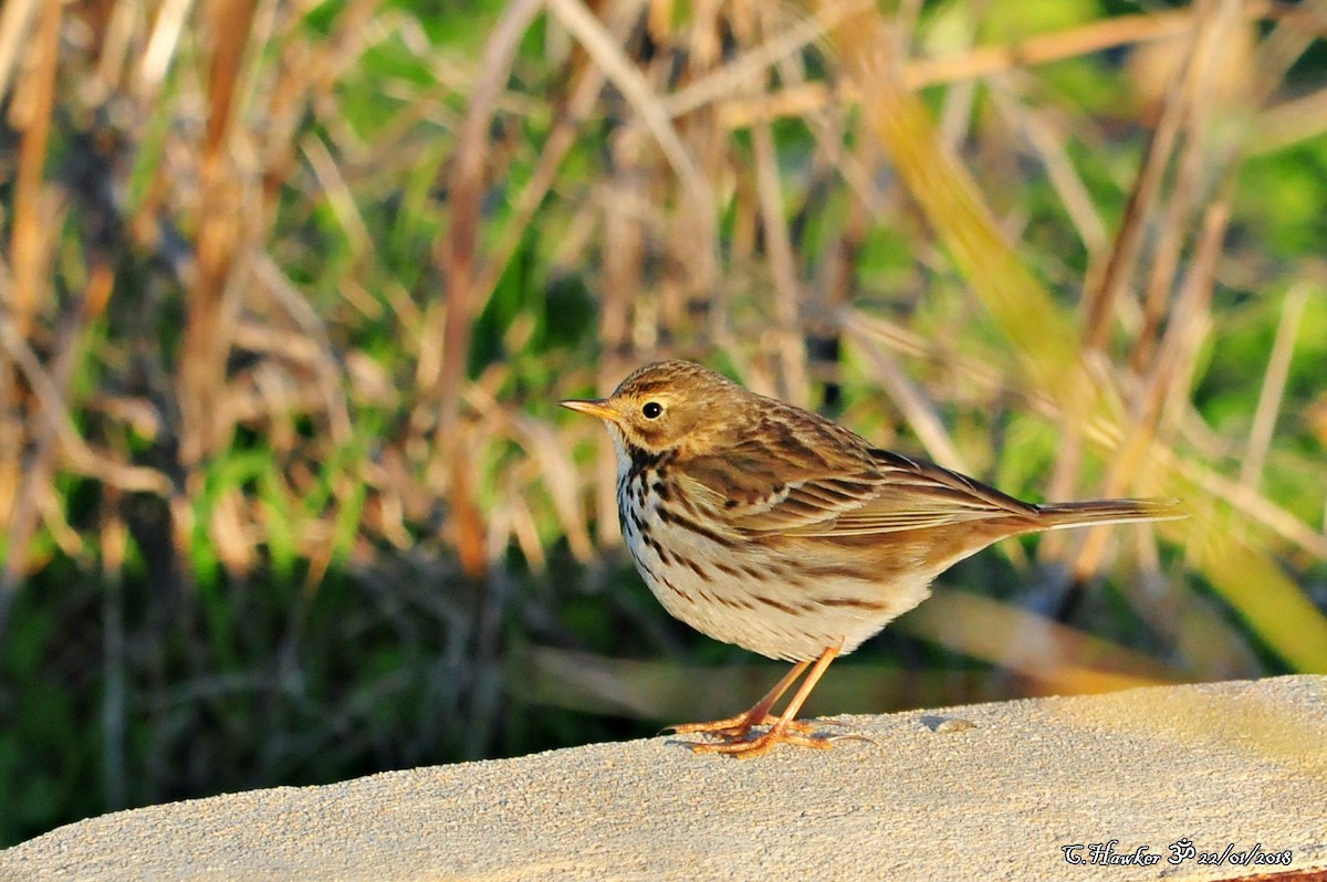 Meadow Pipit - ML83008561