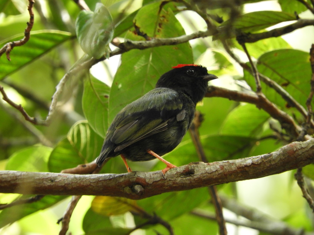 Blue-backed Manakin - ML83008971