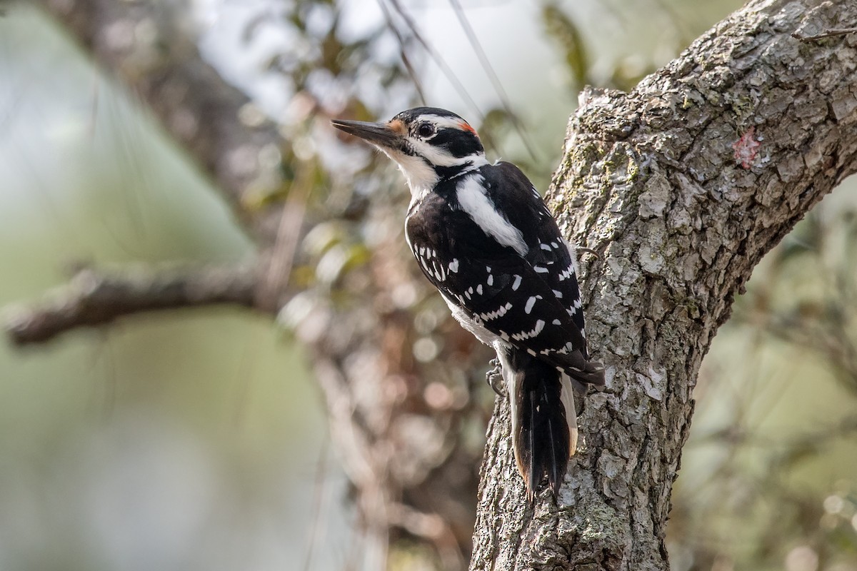 Hairy Woodpecker - Peter Brannon