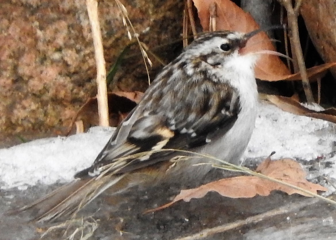 Brown Creeper - ML83009451