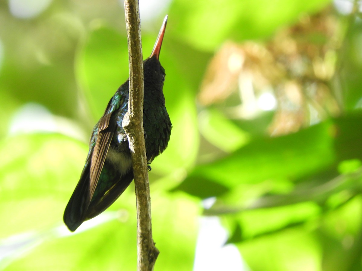 Glittering-bellied Emerald - ML83009801