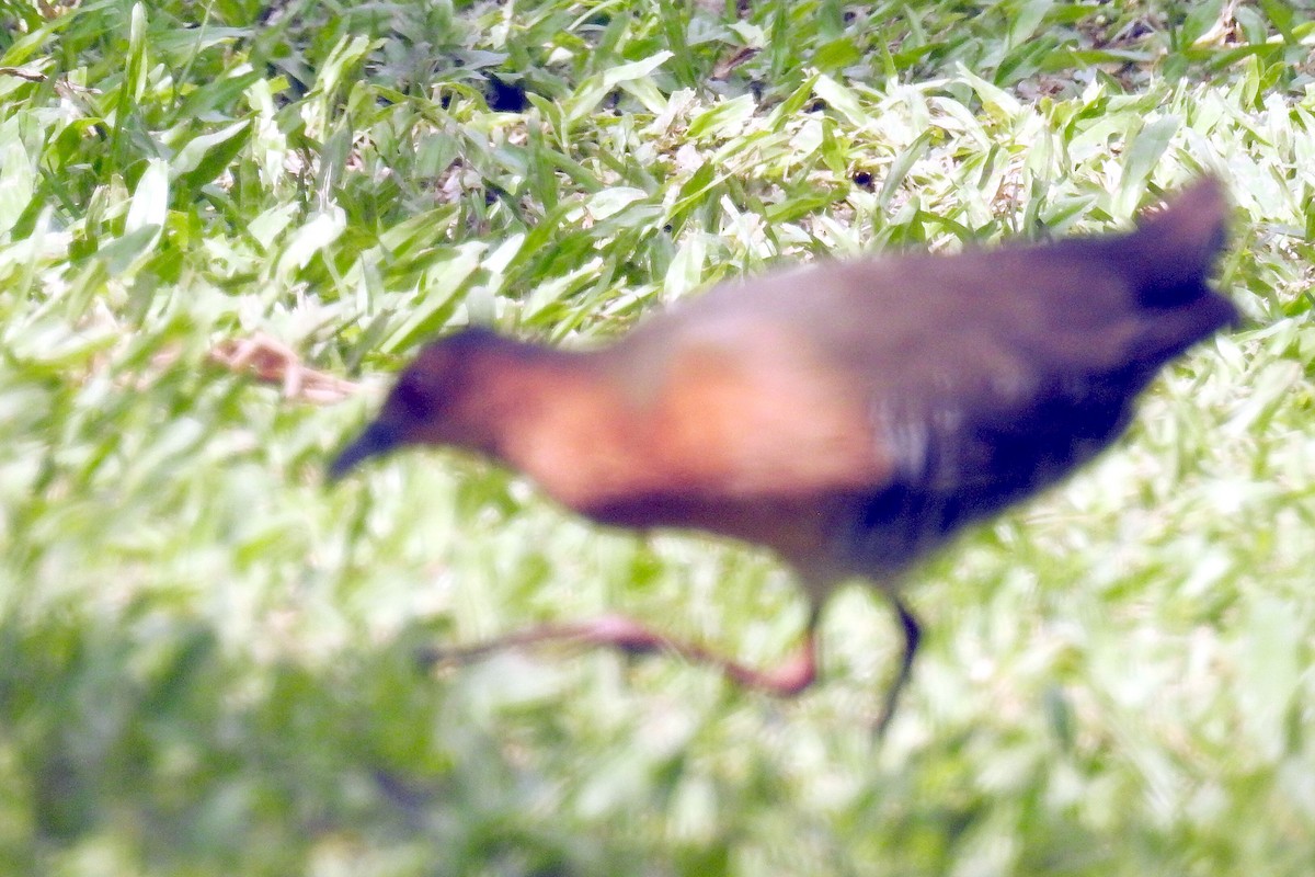 Band-bellied Crake - Chow Chong Peck