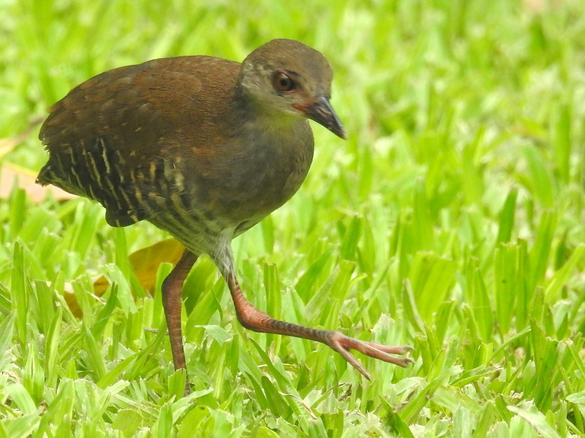 Red-legged Crake - Chow Chong Peck