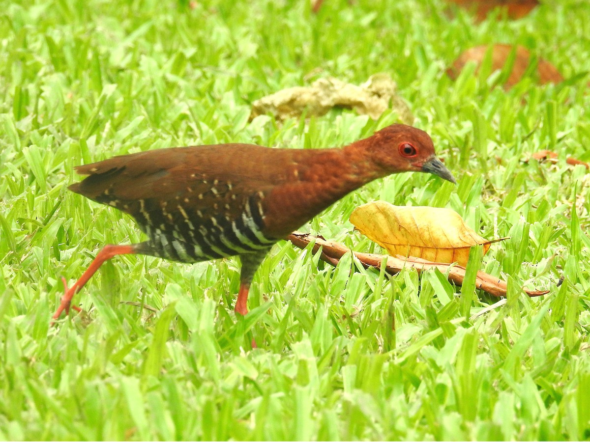 Red-legged Crake - ML83010241