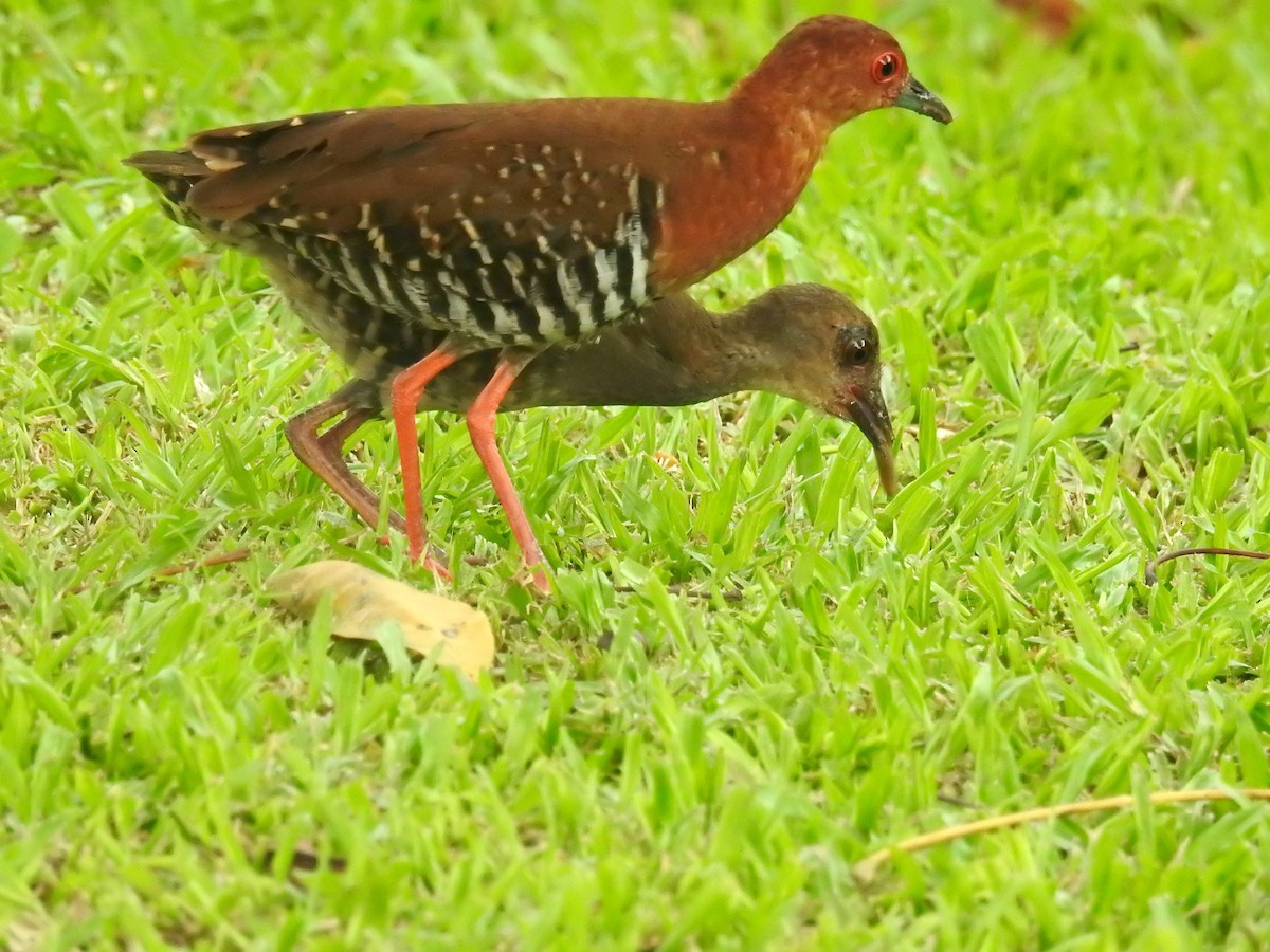紅腳秧雞 - ML83010301