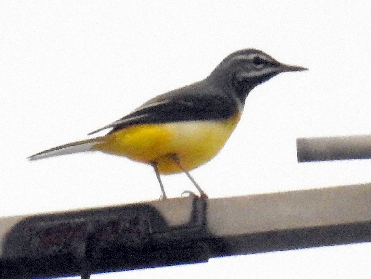 Gray Wagtail - Chow Chong Peck