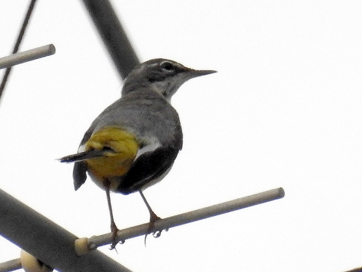 Gray Wagtail - Chow Chong Peck