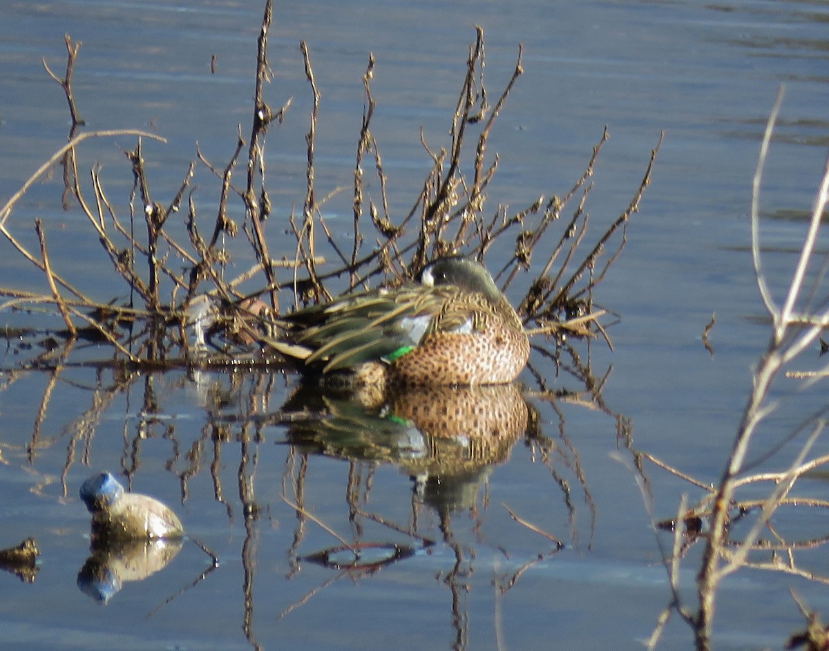 Blue-winged Teal - ML83011191