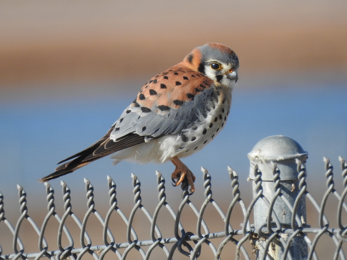 American Kestrel - Kathy Collins