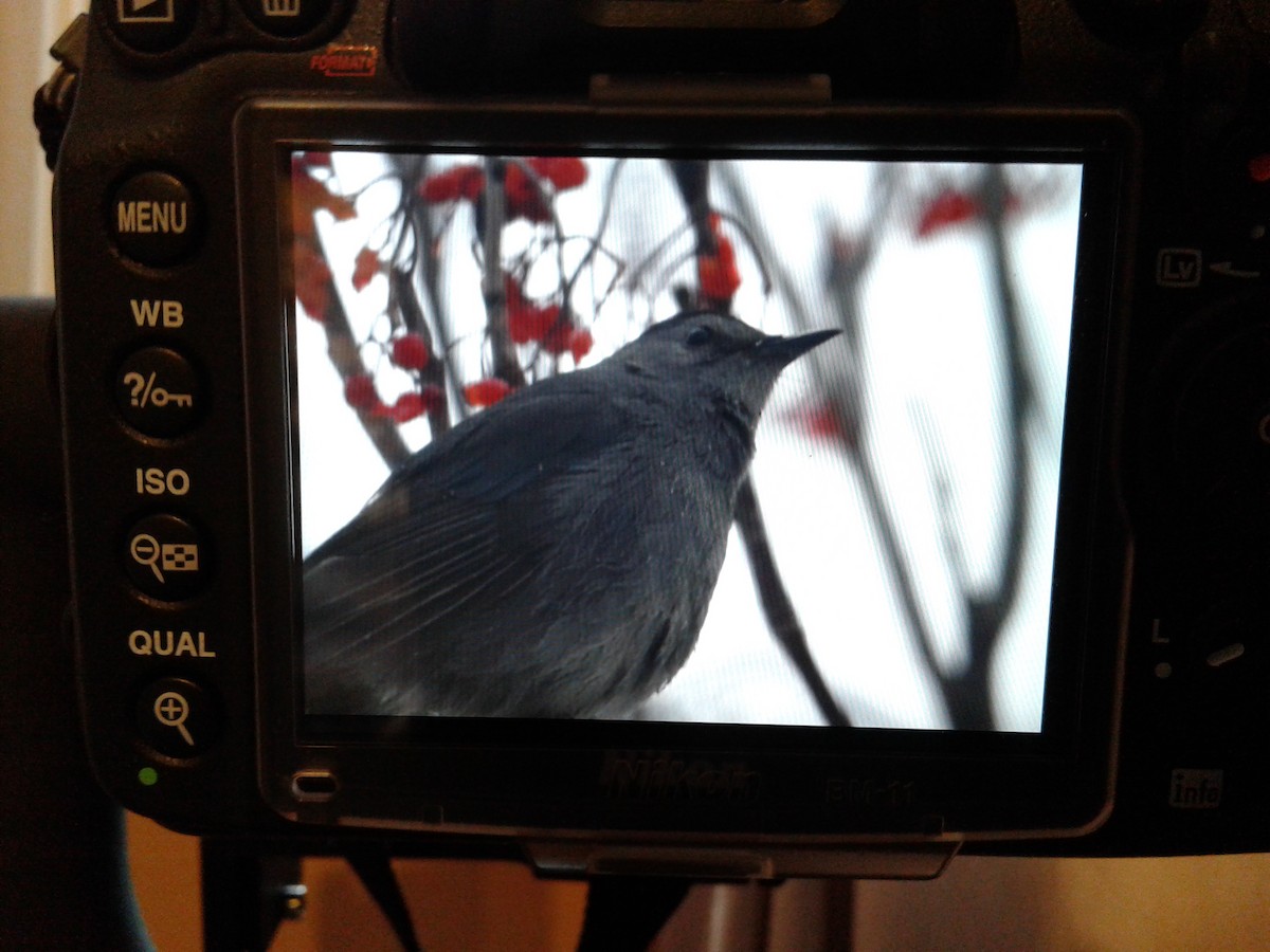 Gray Catbird - ML83012451