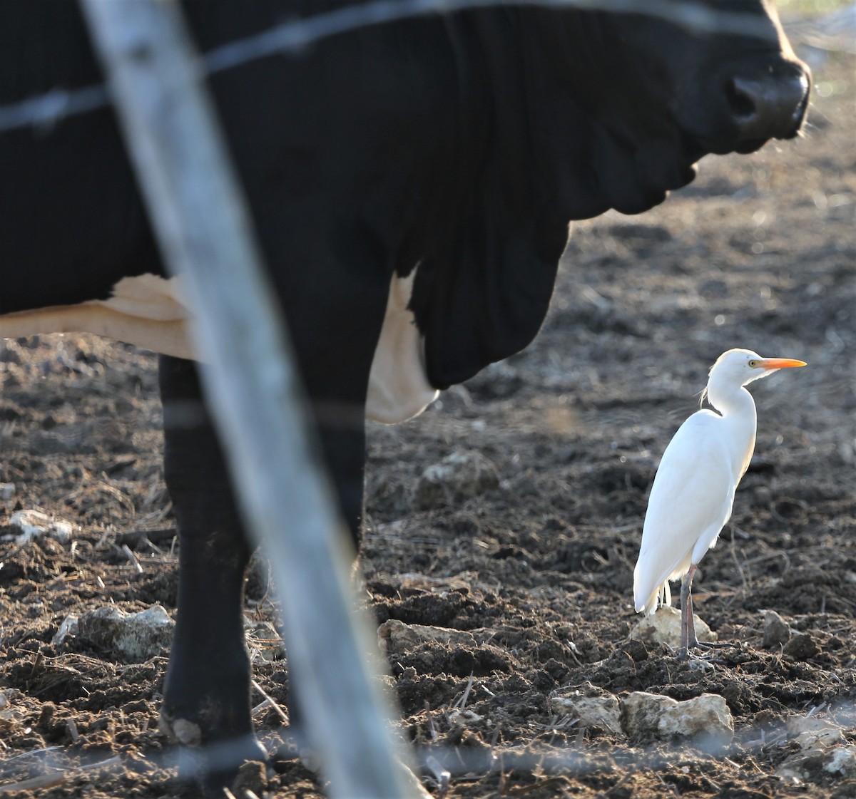 Western Cattle Egret - Ceri James