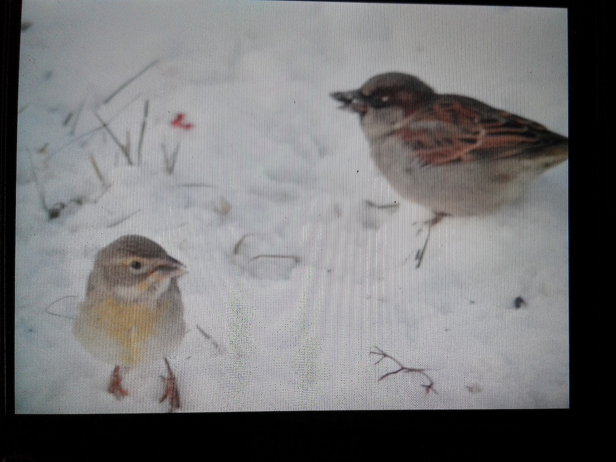 House Sparrow - ML83013031