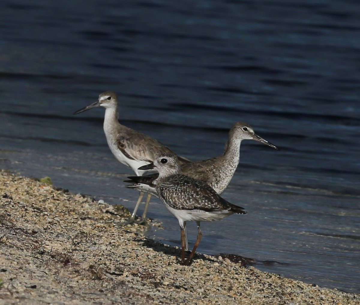 Black-bellied Plover - Ceri James