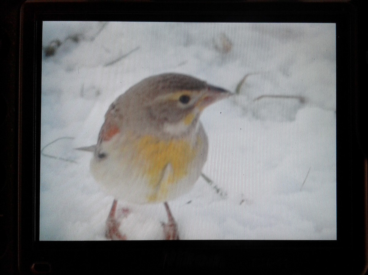 Dickcissel - ML83013171