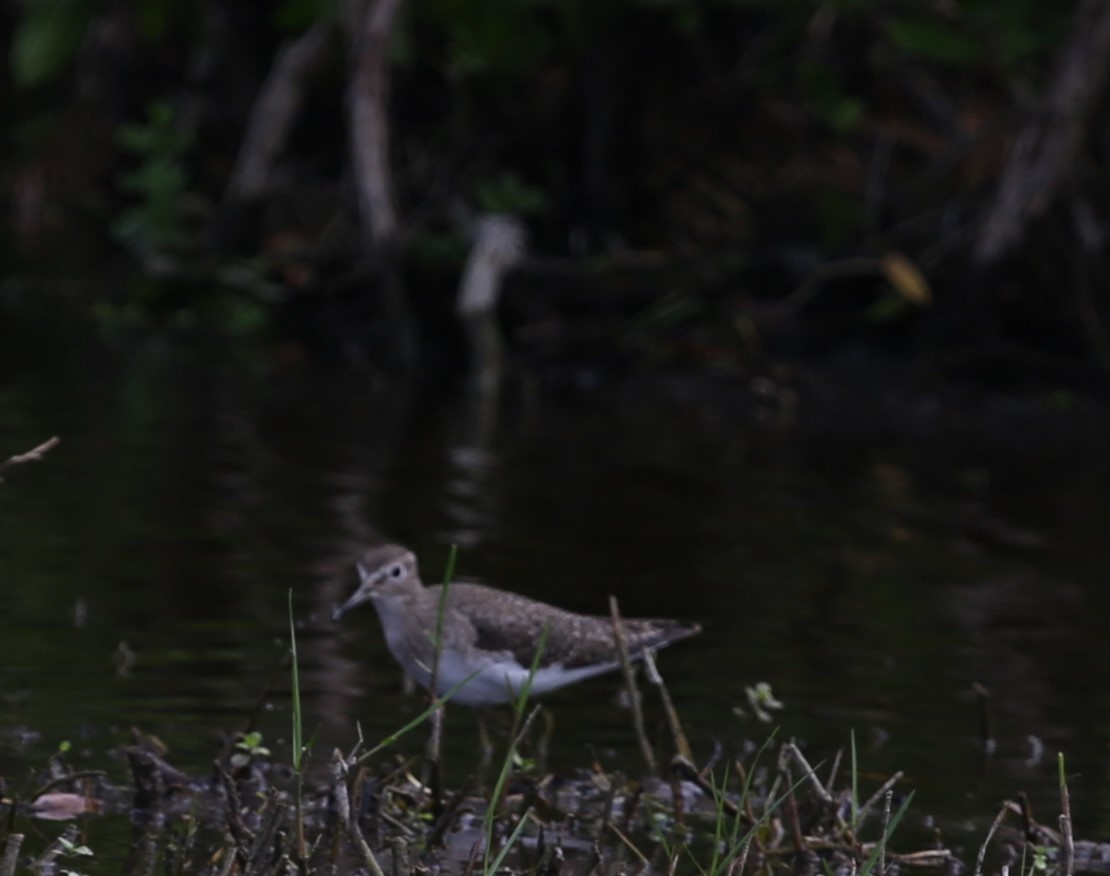 Solitary Sandpiper - ML83013691