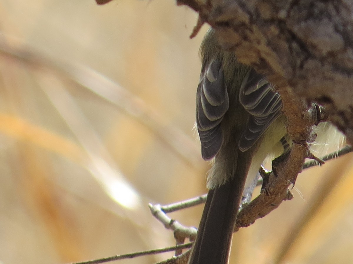 Dusky Flycatcher - ML83013781