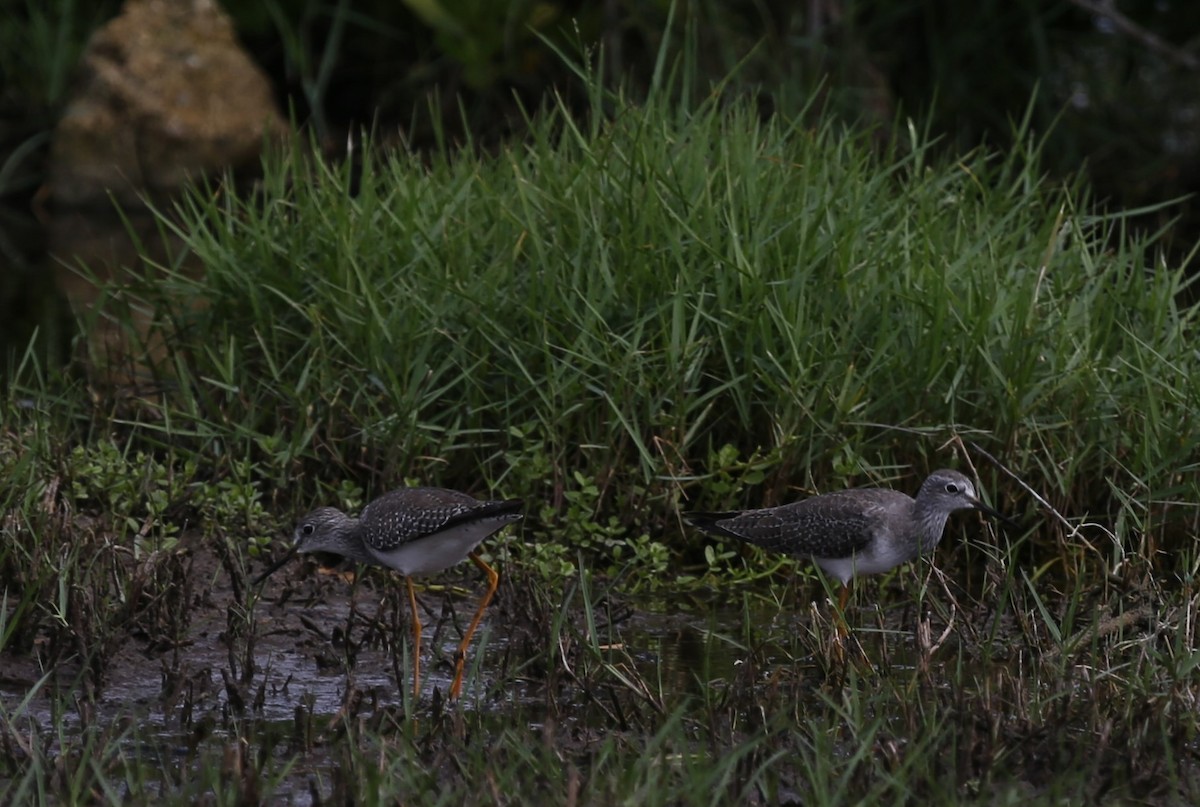 Lesser Yellowlegs - Ceri James