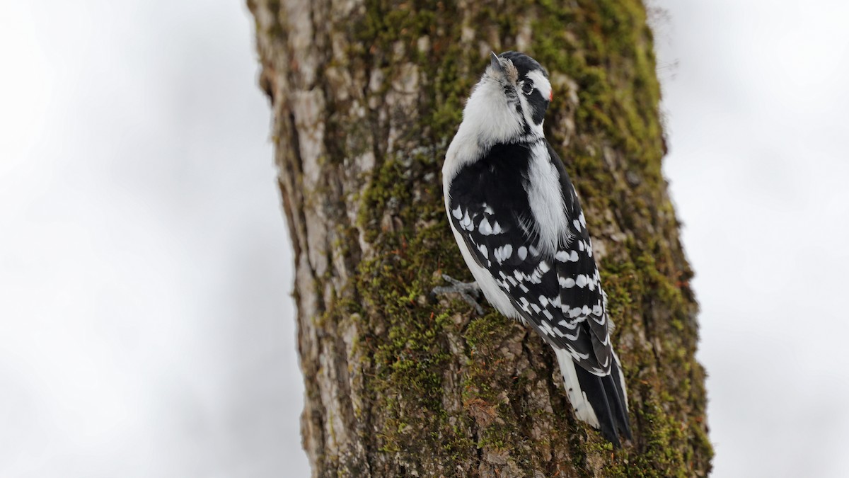 Downy Woodpecker - ML83013951