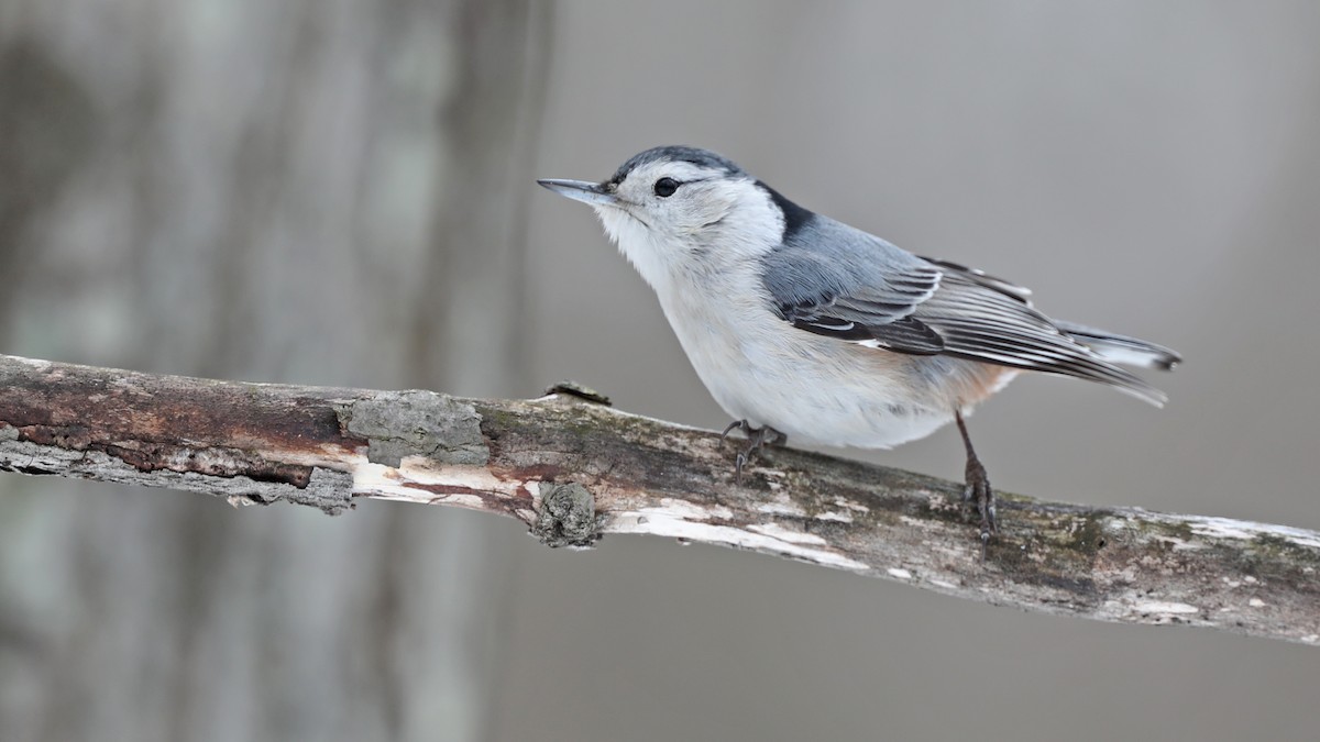 White-breasted Nuthatch - ML83014561