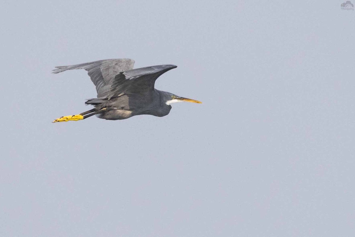 Western Reef-Heron - ML83015571