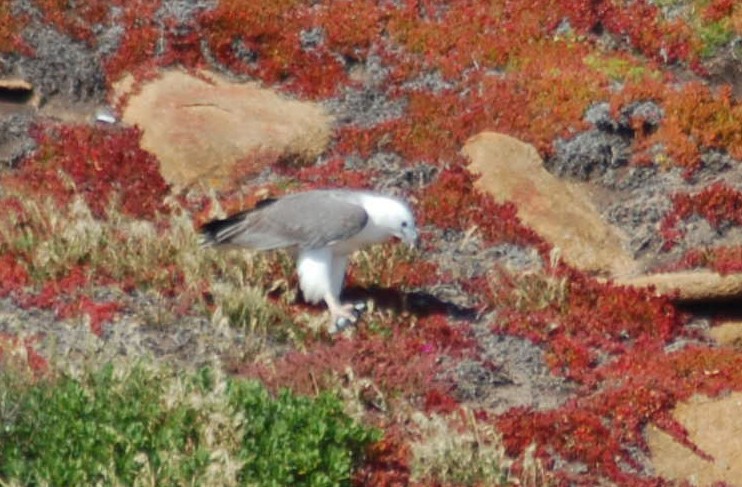 White-bellied Sea-Eagle - Alix d'Entremont