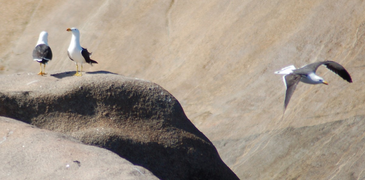 Pacific Gull - ML83018081