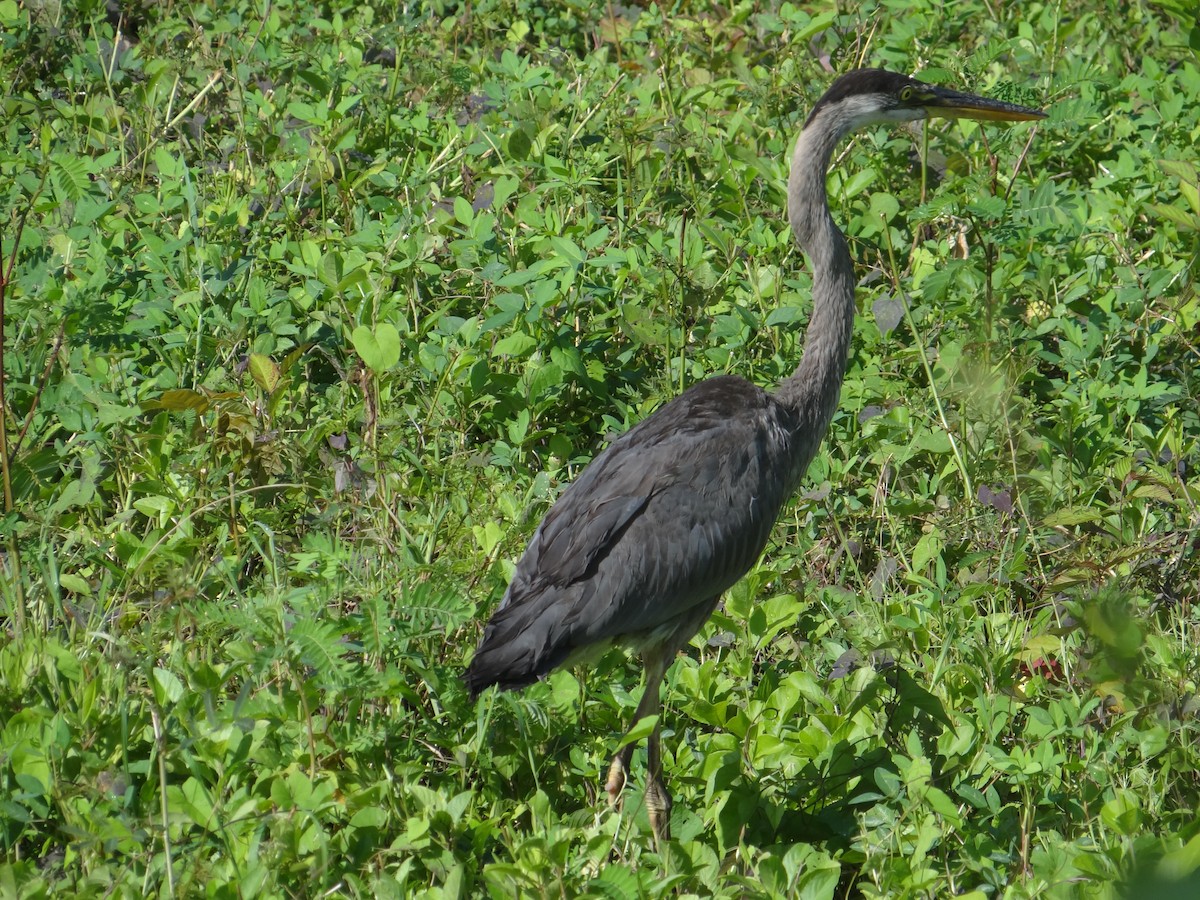 Great Blue Heron - ML83018411