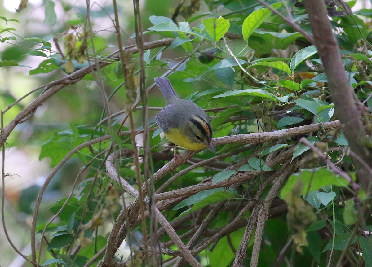 Golden-crowned Warbler - Jeffrey Jackson