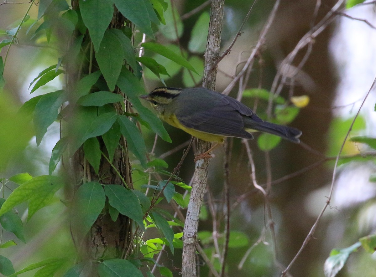 Golden-crowned Warbler - ML83021141