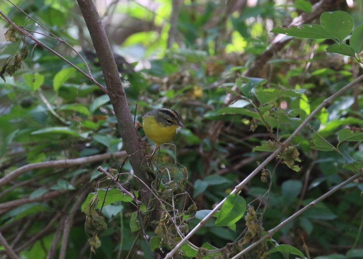 Golden-crowned Warbler - ML83021151