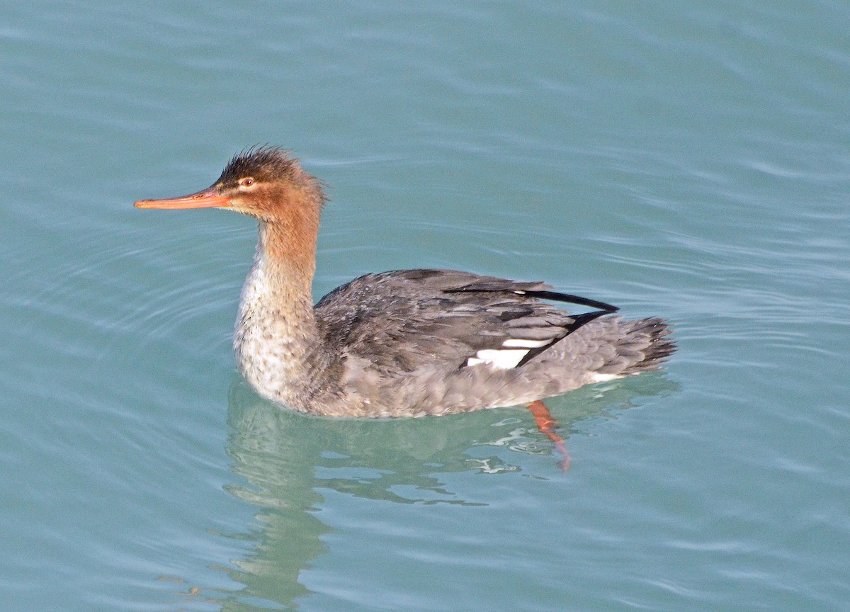 Red-breasted Merganser - ML83022281